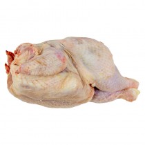 Fresh Big Hard Broiler Chicken per KG